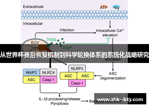 从世界杯赛后恢复机制到科学轮换体系的系统化战略研究